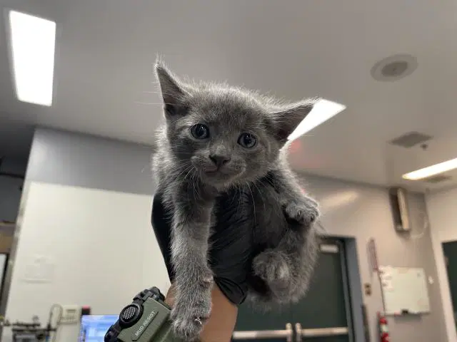 Unknown - Domestic Short Hair