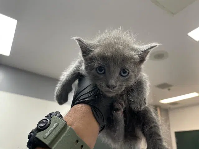 Unknown - Domestic Short Hair