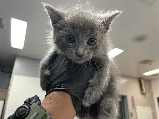 Unknown - Domestic Short Hair
