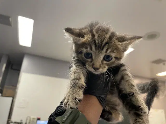 Unknown - Domestic Short Hair
