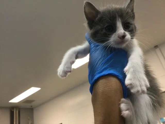 Unknown - Domestic Short Hair