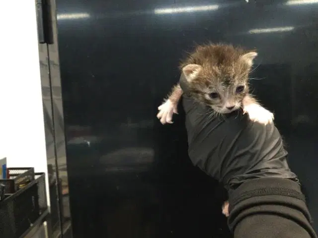 Unknown - Domestic Short Hair