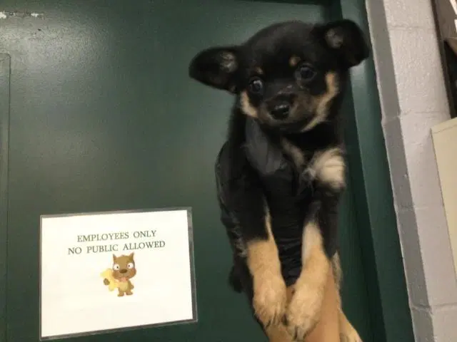 Unknown - Chihuahua