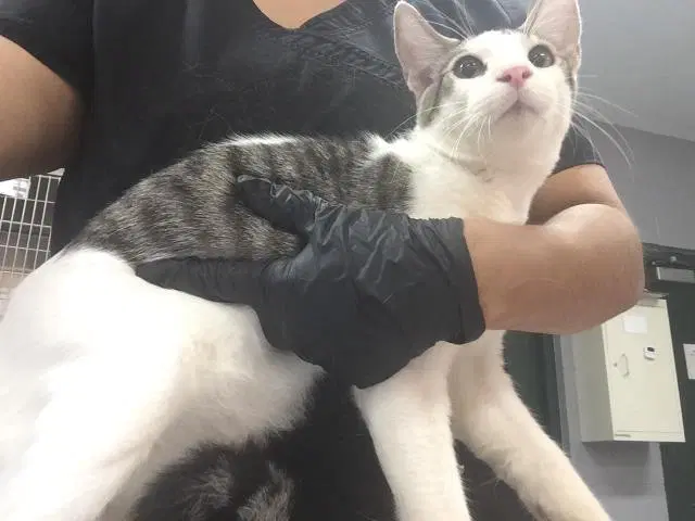 Unknown - Domestic Short Hair