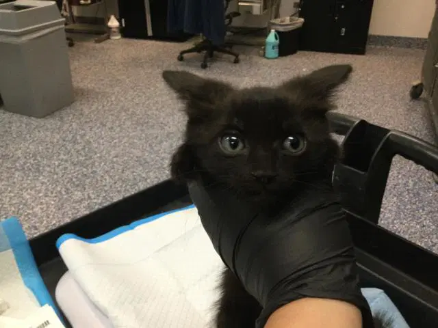 Unknown - Domestic Short Hair
