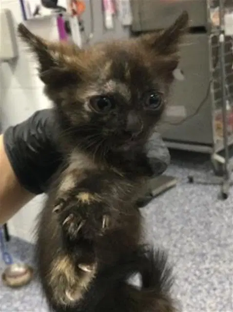 Unknown - Domestic Short Hair