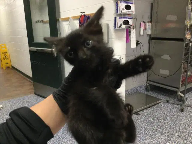Unknown - Domestic Short Hair