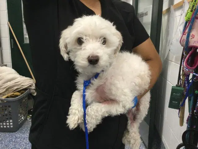 Pebbles - Maltese