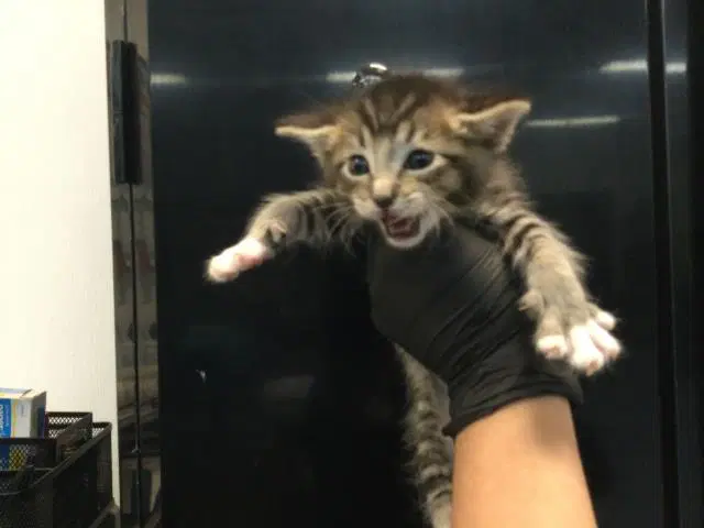 Unknown - Domestic Short Hair