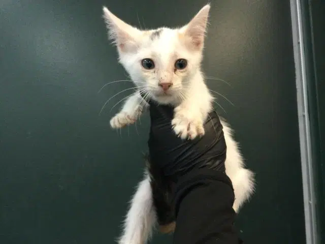 Unknown - Domestic Short Hair