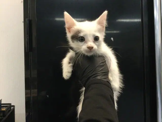 Unknown - Domestic Short Hair