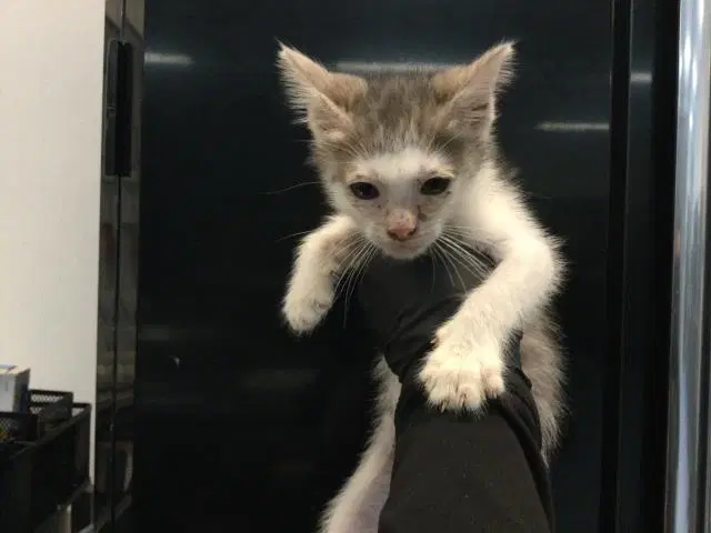 Unknown - Domestic Short Hair