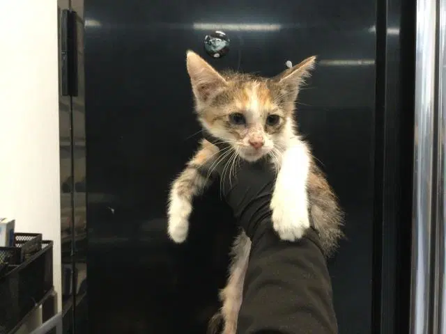Unknown - Domestic Short Hair