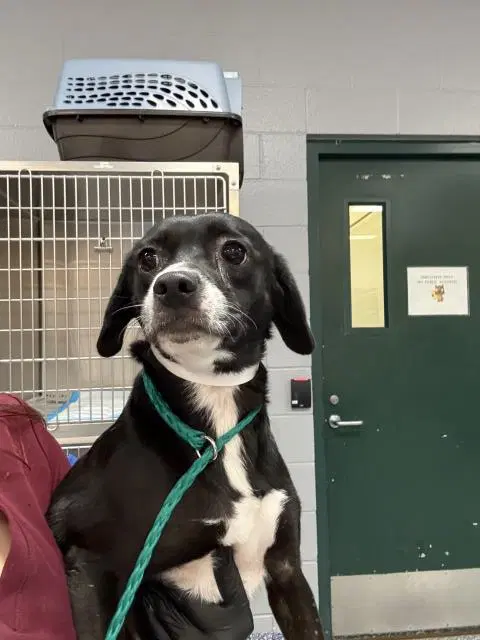 Oreo - Chihuahua