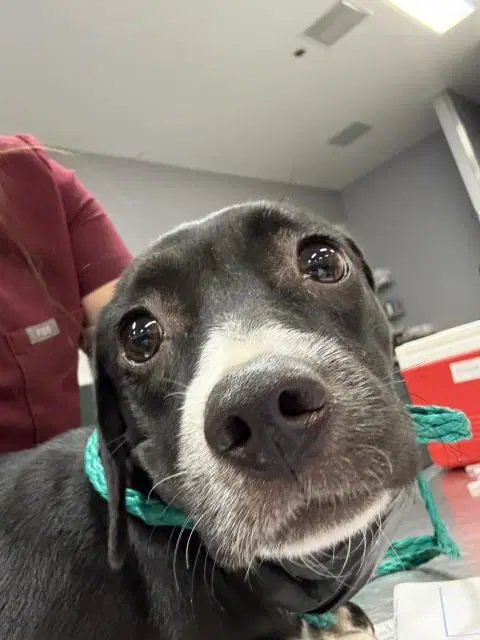 Dog - Chihuahua