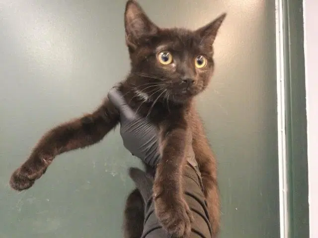 Unknown - Domestic Short Hair