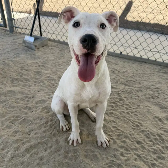 Teddie - Bull Terrier