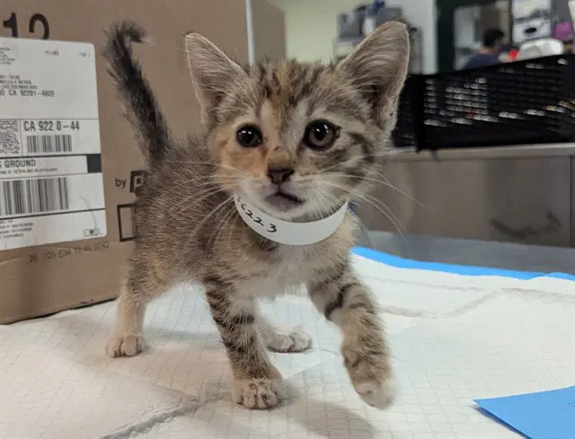 Unknown - Domestic Short Hair