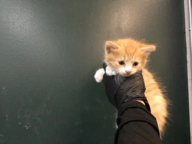 Unknown - Domestic Short Hair