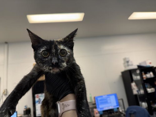 picture of the cat needing adoption