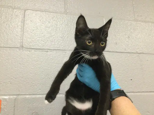 Elise - Domestic Short Hair