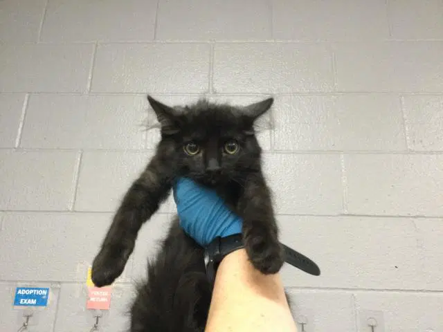 Birdie - Domestic Medium Hair