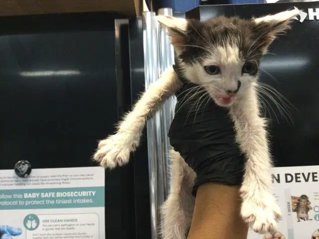 Unknown - Domestic Short Hair