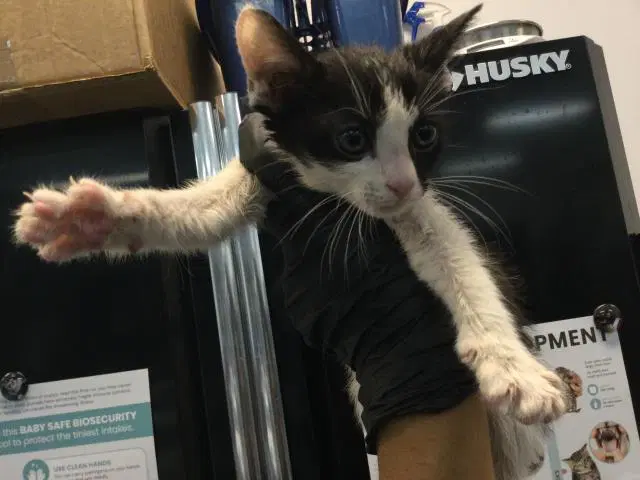 Unknown - Domestic Short Hair