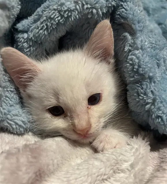 Ekko - Domestic Short Hair