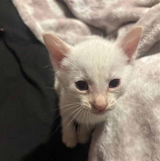Viktor