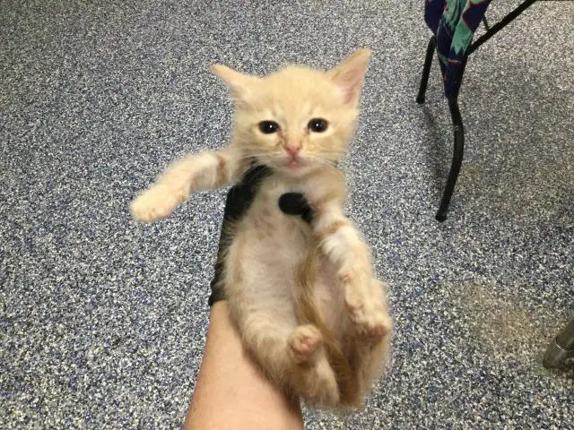 Unknown - Domestic Short Hair