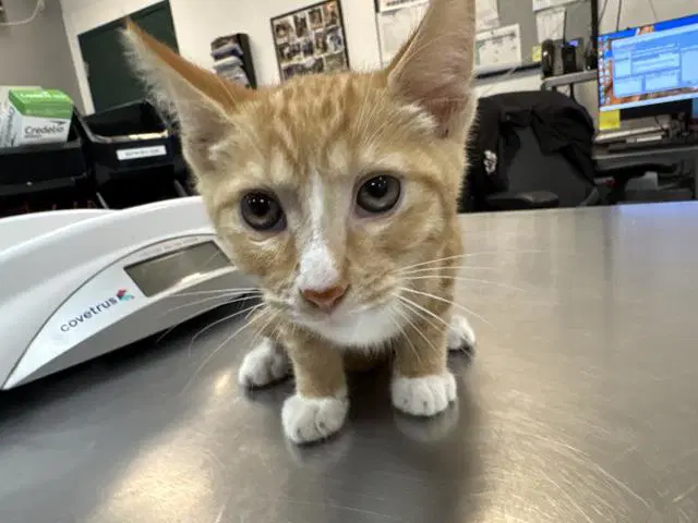 Mango - Domestic Short Hair