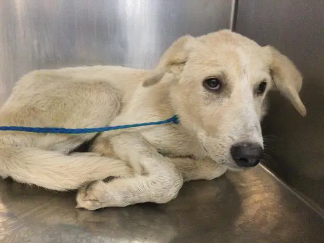 Ryan - Great Pyrenees
