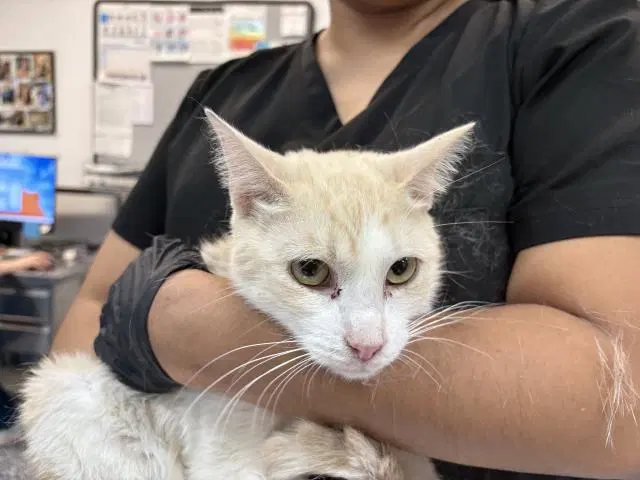 Unknown - Domestic Short Hair