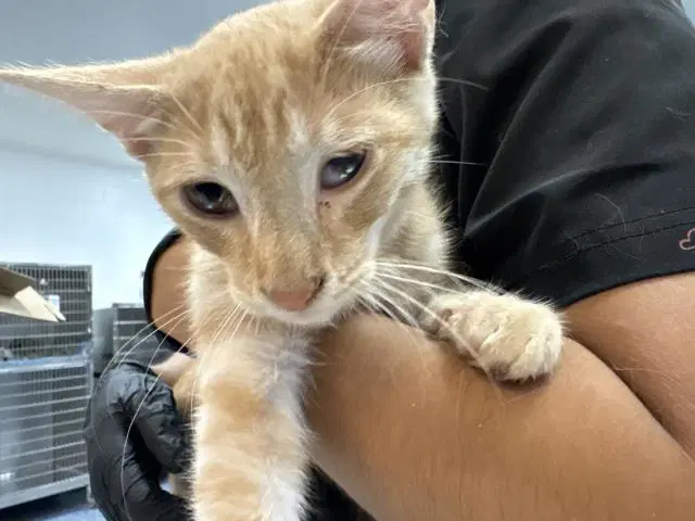Unknown - Domestic Short Hair