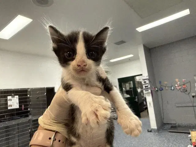 Unknown - Domestic Short Hair