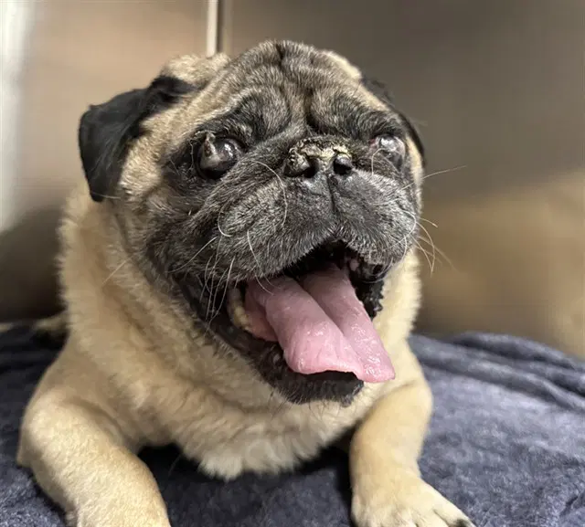 Romeo - Pug