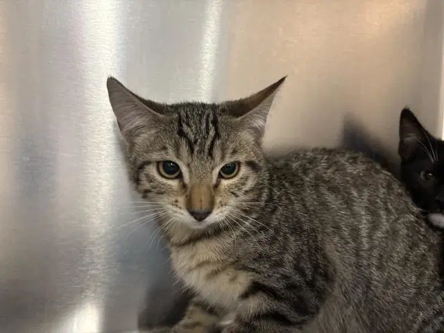 Olivia - Domestic Short Hair