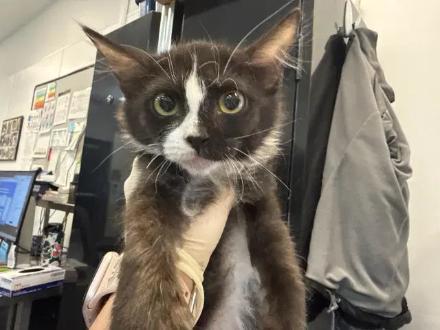 Unknown - Domestic Short Hair