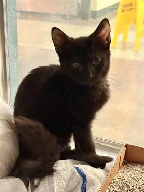 Unknown - Domestic Short Hair