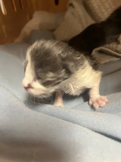 Unknown - Domestic Short Hair