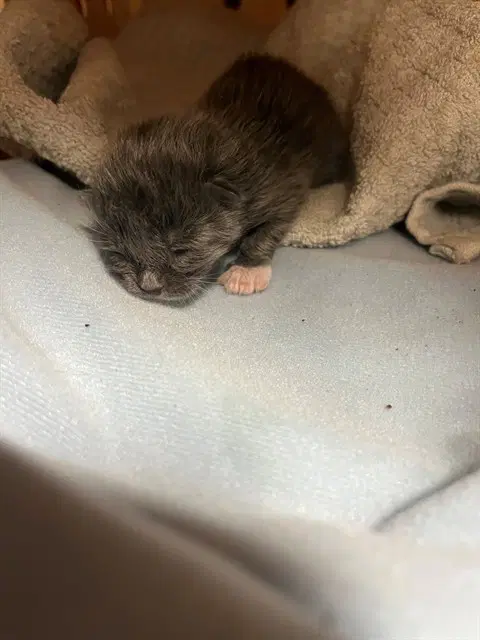 Unknown - Domestic Short Hair
