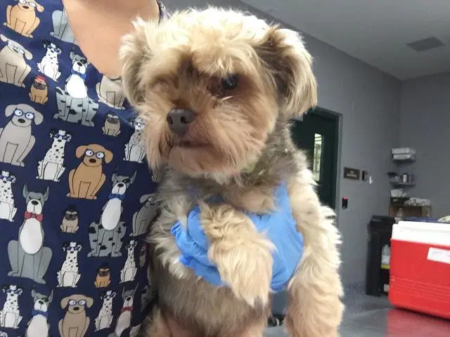 Tucker - Yorkshire Terrier Yorkie