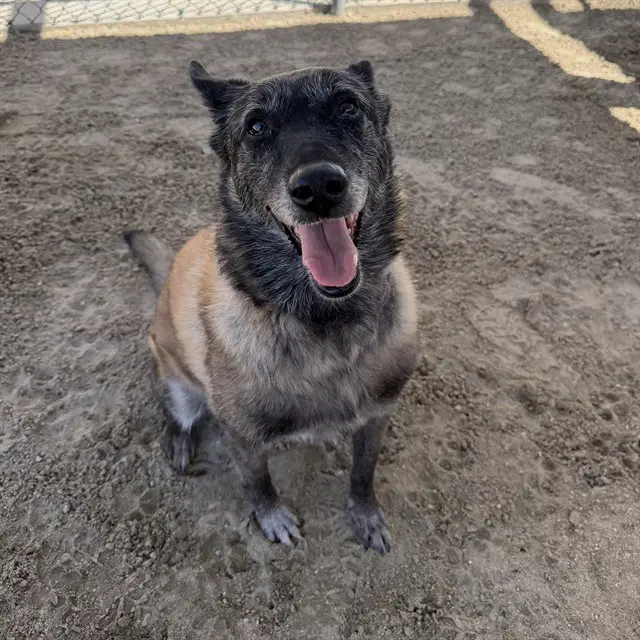 Lily - German Shepherd Dog