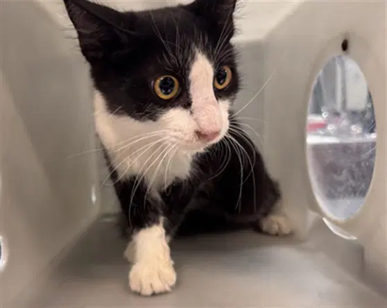 Poncho - Domestic Medium Hair