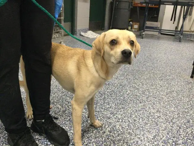 Unknown - Beagle