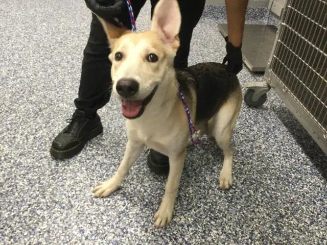 Unknown - German Shepherd Dog