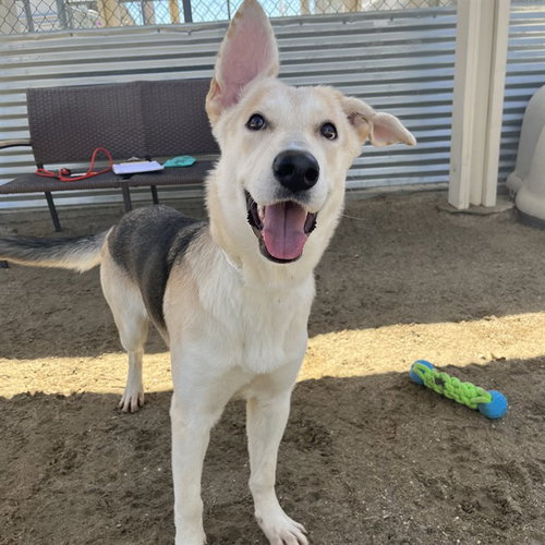 HEIDI, a dog for adoption from Riverside County Animal Control - Coachella Shelter