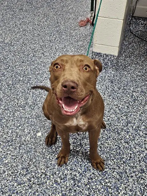 Rosie - Pit Bull Terrier
