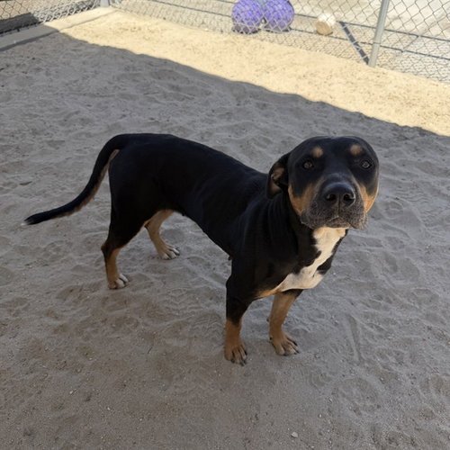 YOYO, a dog for adoption from Riverside County Animal Control - Coachella Shelter